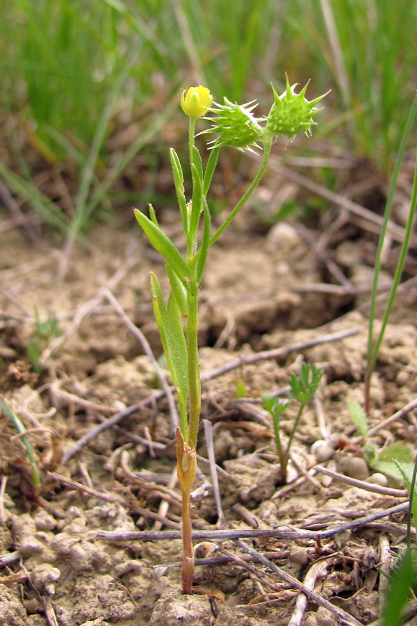 Изображение особи Ranunculus arvensis.