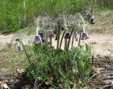 Pulsatilla pratensis. Цветущее растение. Украина, г. Киев, заказник \"Лесники\", сосновый лес. 27 апреля 2012 г.