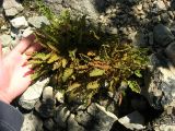 Woodsia ilvensis. Растение на скале. Приморье, окр. Дальнегорска, г. Пирлитка. 05.09.2006.