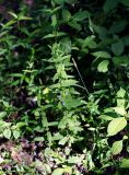 Scutellaria galericulata