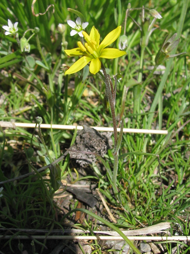 Image of Gagea bulbifera specimen.