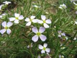 Dontostemon integrifolius