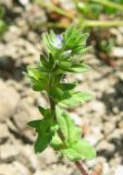 Veronica arvensis