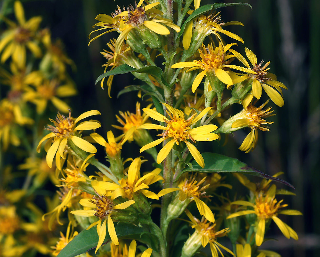 Изображение особи Solidago virgaurea.