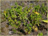 Clinopodium vulgare. Куртина цветущих растений. Чувашия, окр. г. Шумерля, полянка возле ГНС. 30 июня 2009 г.