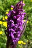 Dactylorhiza incarnata