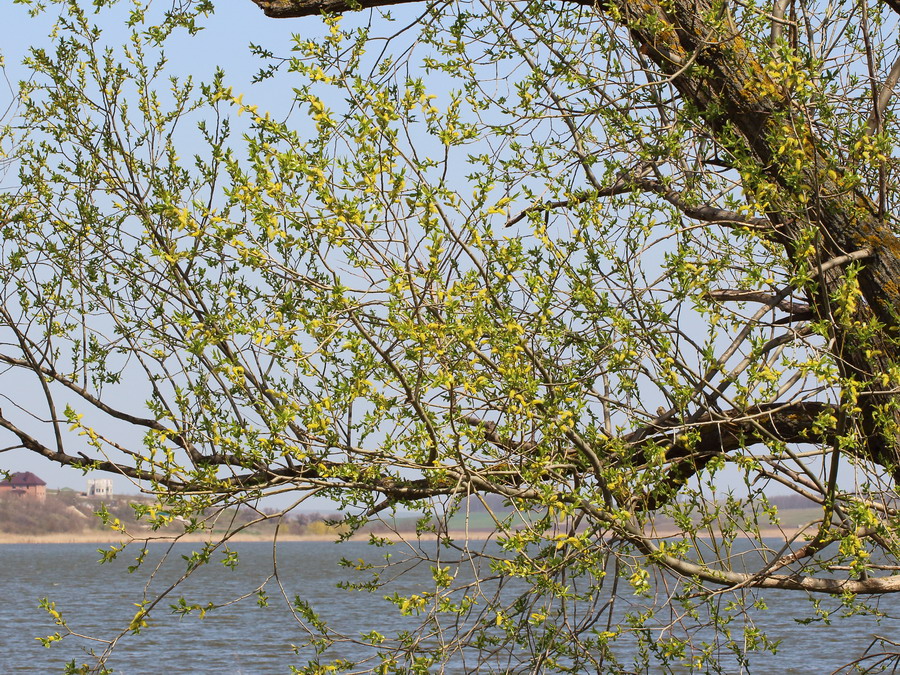 Ива ломкая (Salix fragilis)