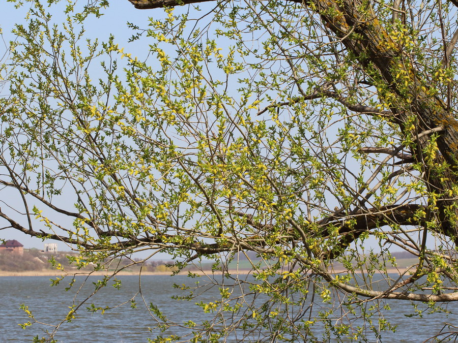 Ива ломкая (Salix fragilis)