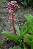 Bergenia crassifolia