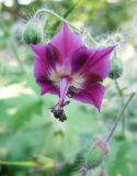 Geranium phaeum