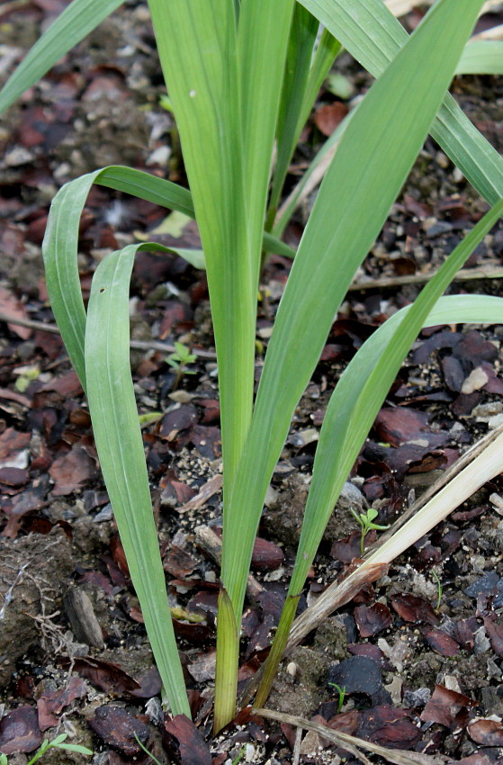 Изображение особи Gladiolus palustris.