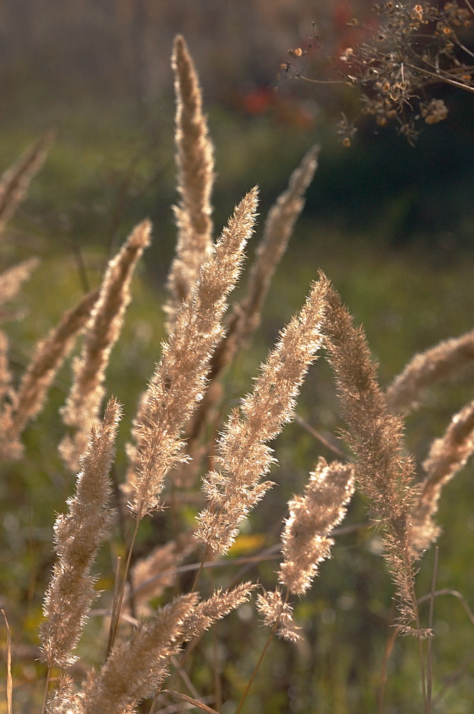 Image of Calamagrostis glomerata specimen.