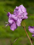 Rhododendron sichotense