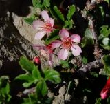 Cerasus prostrata