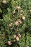 Cupressus sempervirens