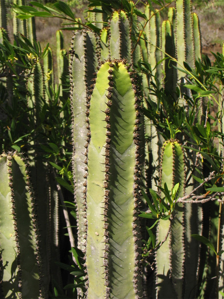 Изображение особи Euphorbia canariensis.