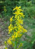 Solidago virgaurea подвид dahurica. Верхушка цветущего растения. Якутия (Саха), Нерюнгринский р-н, берег р. Чульман около ж.-д. моста. 14.07.2012.