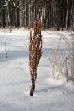 genus Rumex. Высохшее плодоносящее растение. Иркутская обл., окр. спортивно-оздоровительного лагеря \"Политехник\", берег р. Ангара. 04.01.2014.