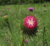 Carduus laciniatus. Раскрывающееся соцветие. Краснодарский край, Крымский р-н, окр. станицы Неберджаевская, склон горы Вышка, разнотравный луг, ≈ 300 м н.у.м. 05.06.2016.