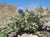 Echinops pubisquameus