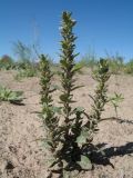 Lallemantia royleana. Цветущее растение. Казахстан, пустыня в окр. ю-з. угла оз. Балхаш. 20 мая 2016 г.