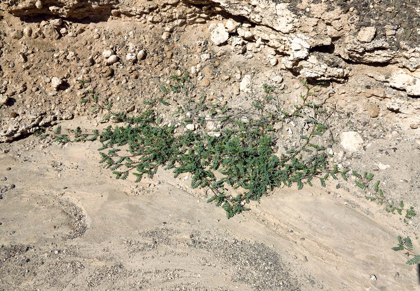 Изображение особи Astragalus mareoticus.