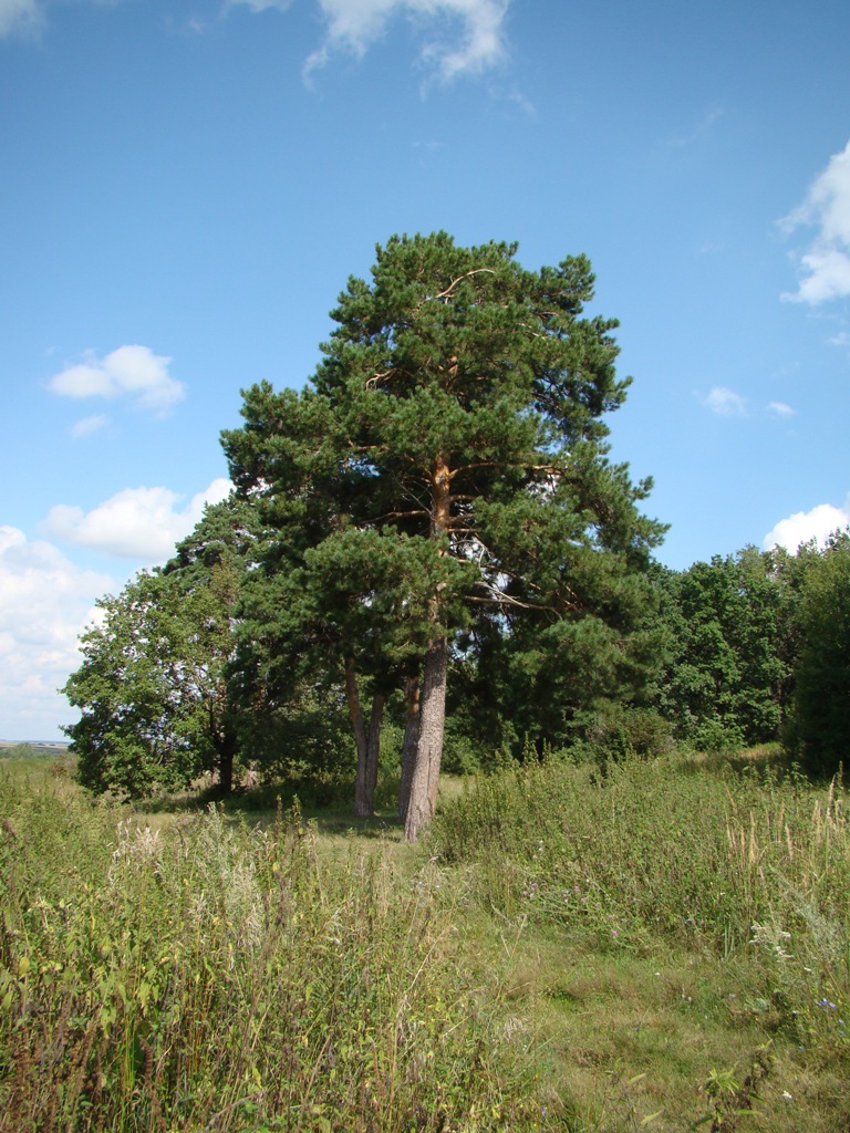 Изображение особи Pinus sylvestris.