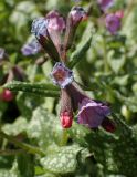 Pulmonaria officinalis. Цветки. Москва, Воронцовский парк, лужайка в дубовой роще, в культуре или одичавшее. 15.05.2017.