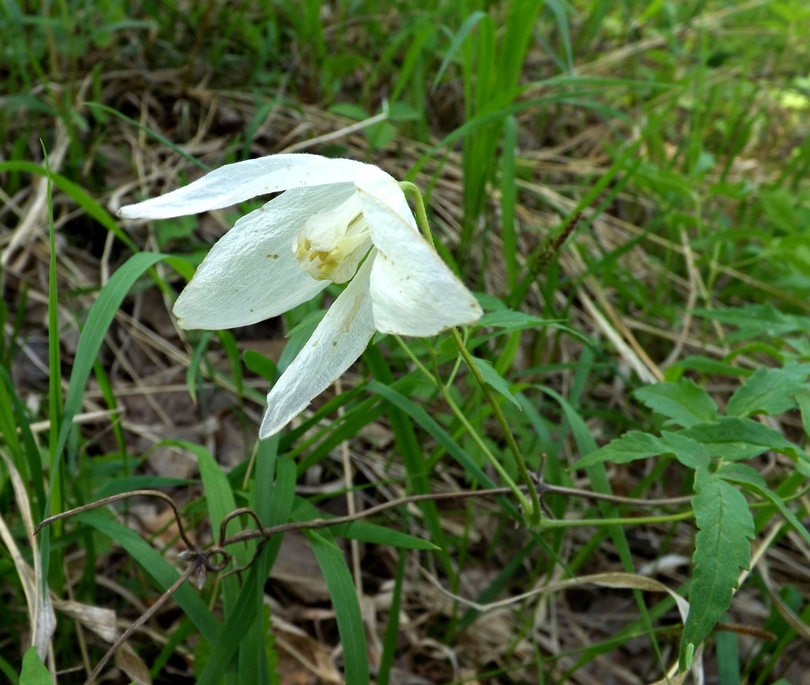 Изображение особи Atragene sibirica.