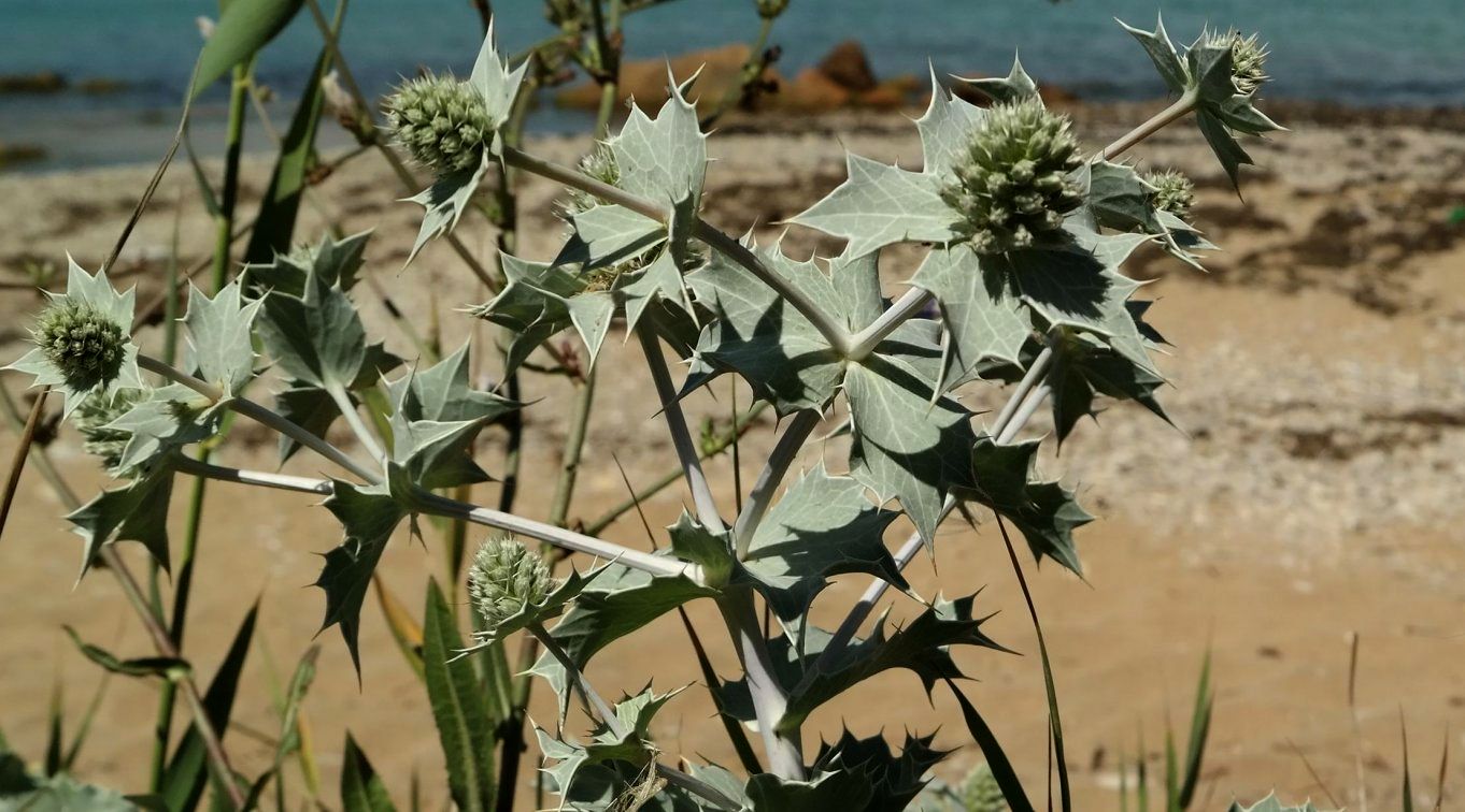 Изображение особи Eryngium maritimum.