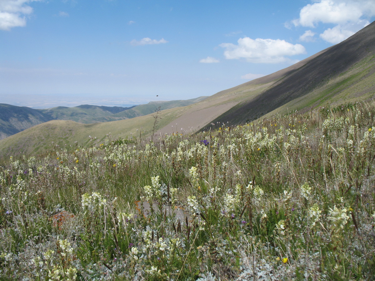 Изображение особи Pedicularis talassica.