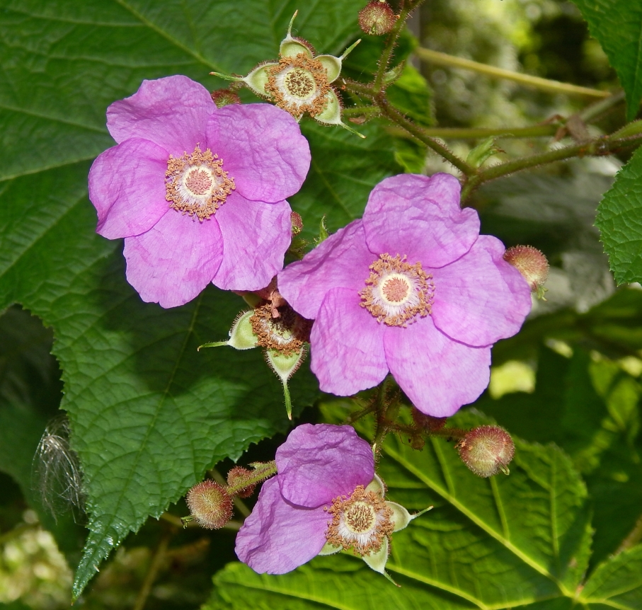 Изображение особи Rubus odoratus.