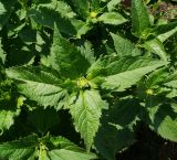 Heliopsis helianthoides ssp. scabra