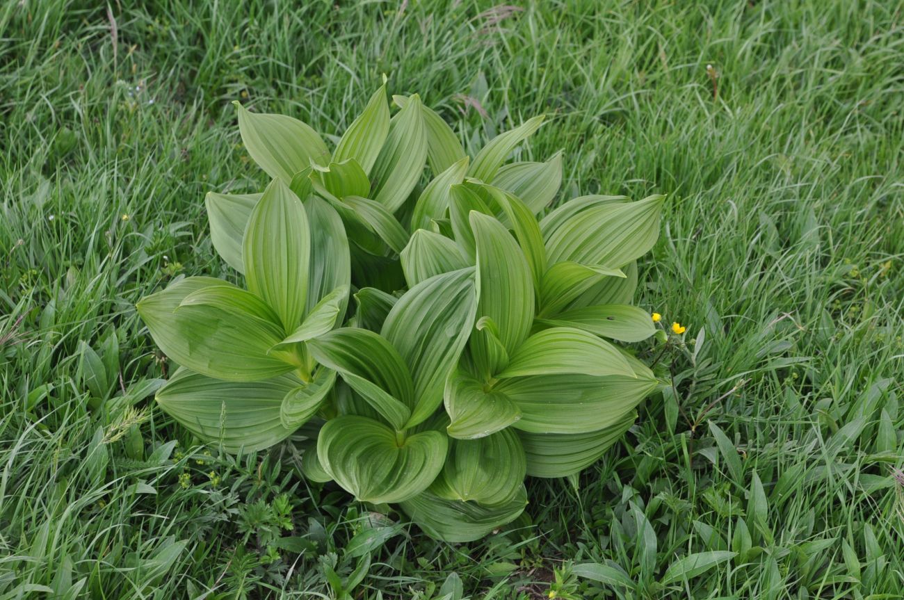 Изображение особи Veratrum lobelianum.