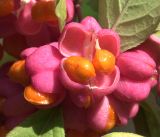 Euonymus europaeus