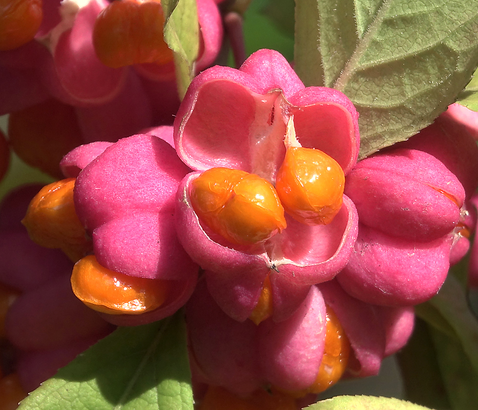 Изображение особи Euonymus europaeus.