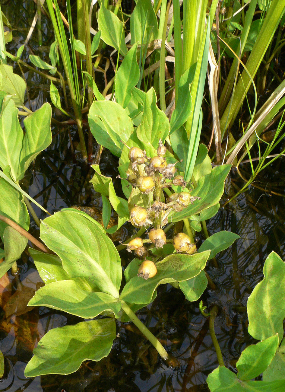 Изображение особи Menyanthes trifoliata.