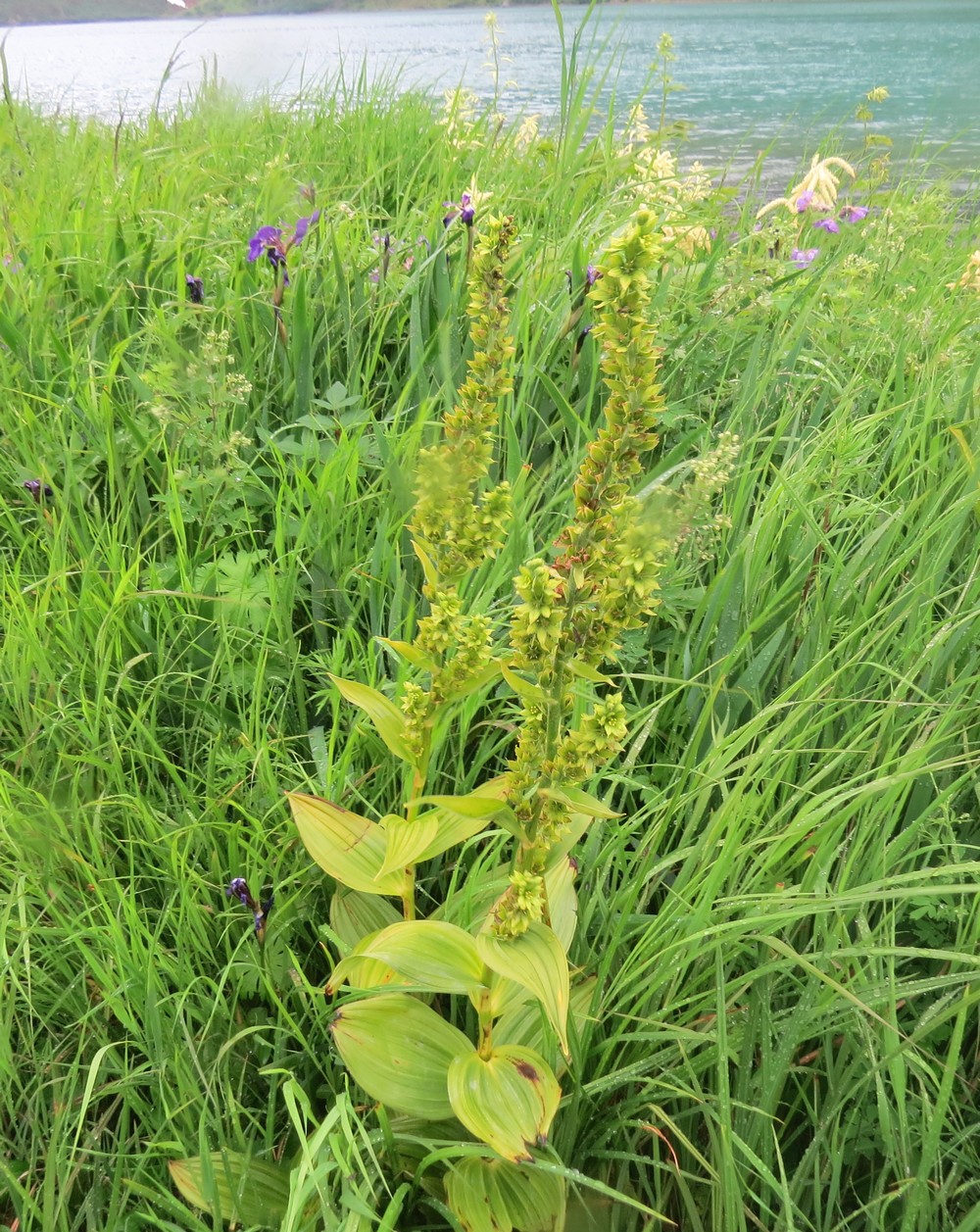 Изображение особи Veratrum oxysepalum.