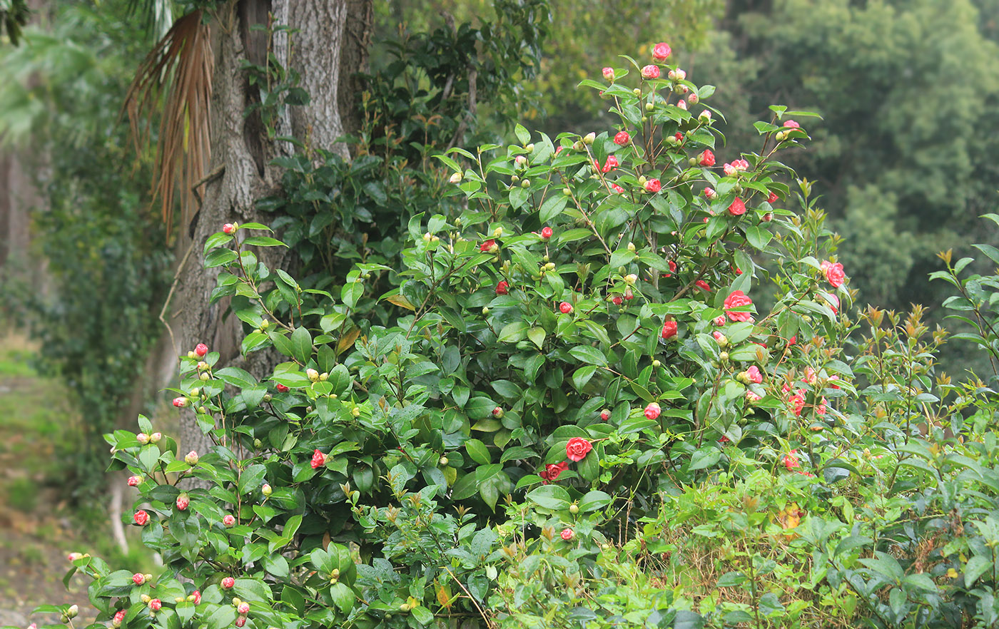 Изображение особи Camellia japonica.