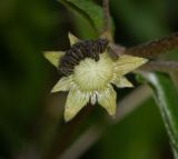 Eclipta prostrata