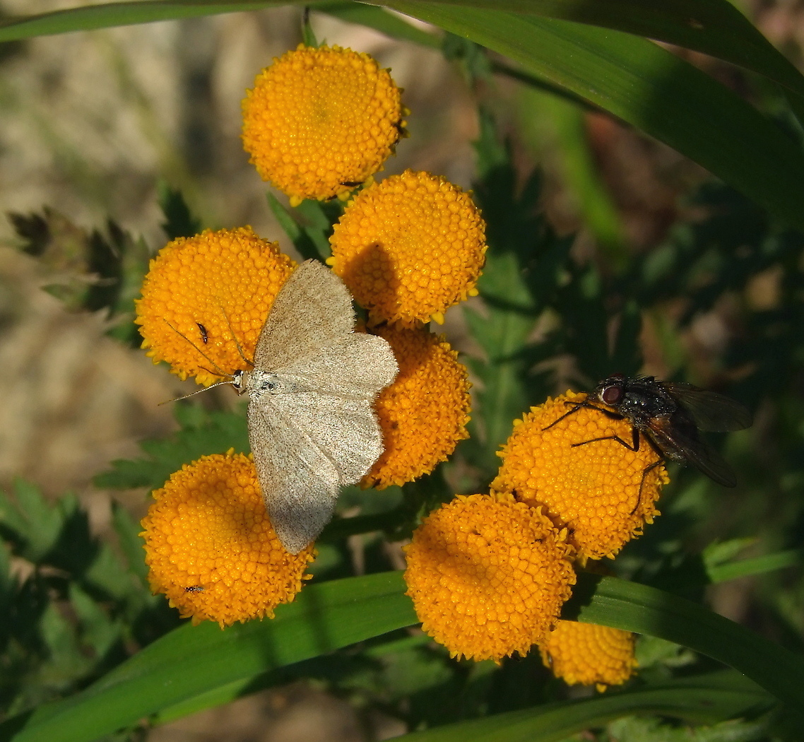 Изображение особи Tanacetum boreale.