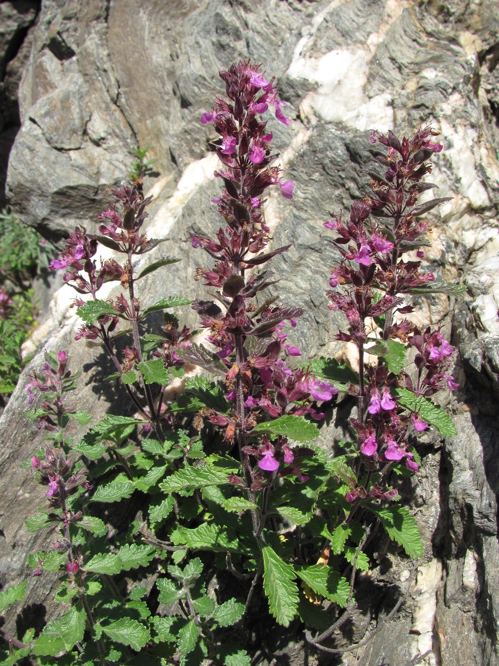 Изображение особи Teucrium chamaedrys.