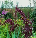 Atriplex hortensis. Верхушки плодоносящих растений. Пермский край, г. Пермь, Свердловский р-н, ул. Революции, клумба у дома № 18. 07.08.2019.