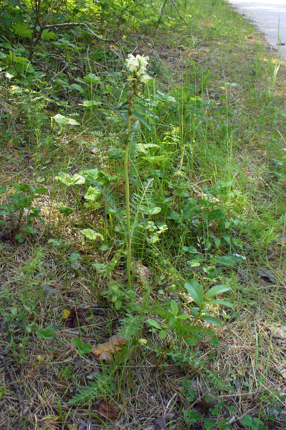 Изображение особи Pedicularis uralensis.