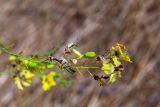 Parkinsonia aculeata. Верхушка побега с цветками и бутоном. Израиль, Шарон, г. Тель-Авив, около ботанического сада университета. 22.10.2018.