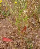 Rumex pulcher