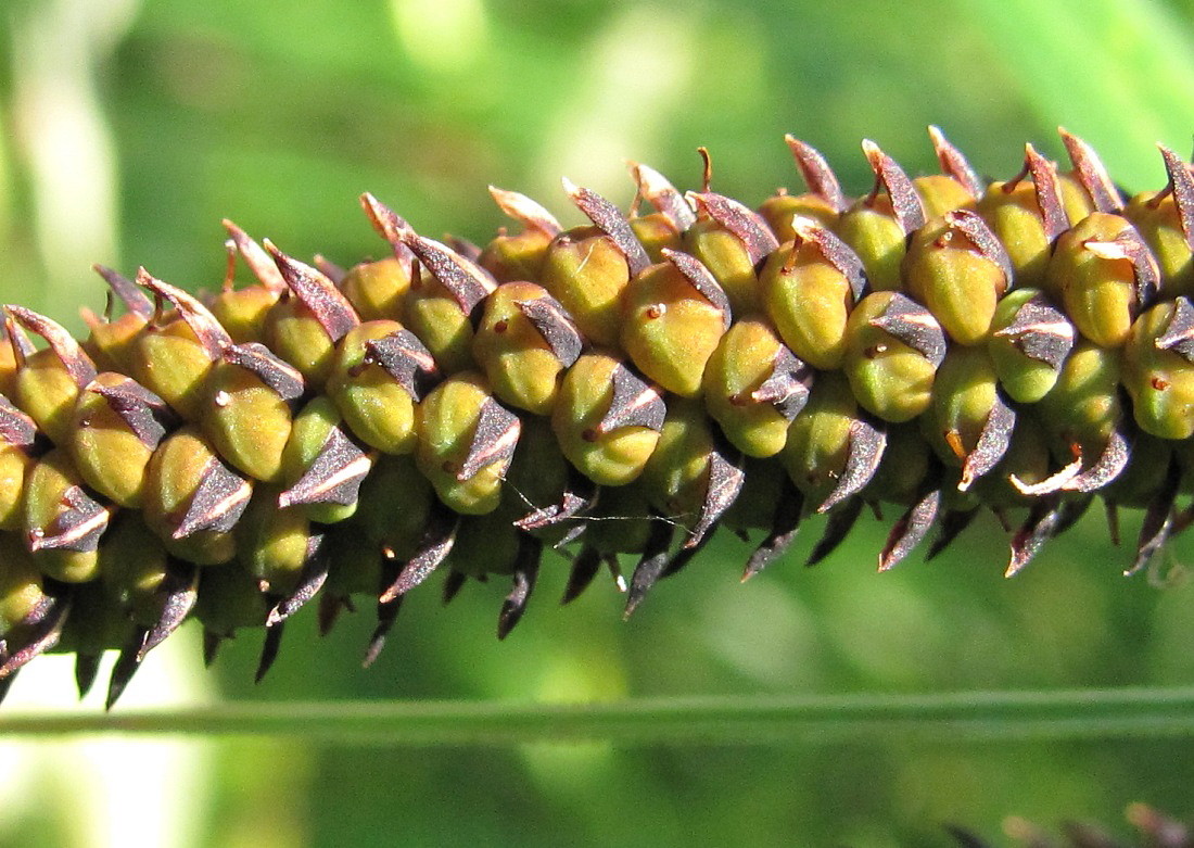 Изображение особи Carex acuta.