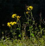 род Hieracium. Верхушки цветущих веточек с подлетающими мухами-журчалками. Башкортостан, Гафурийский р-н, Имендяшевский сельсовет, окр. дер. Таш-Асты, долина р. Зилим, зарастающий галечник. 4 сентября 2020 г.