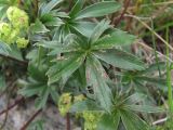 Alchemilla sericea