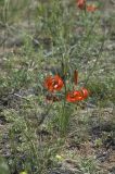 Lilium pumilum